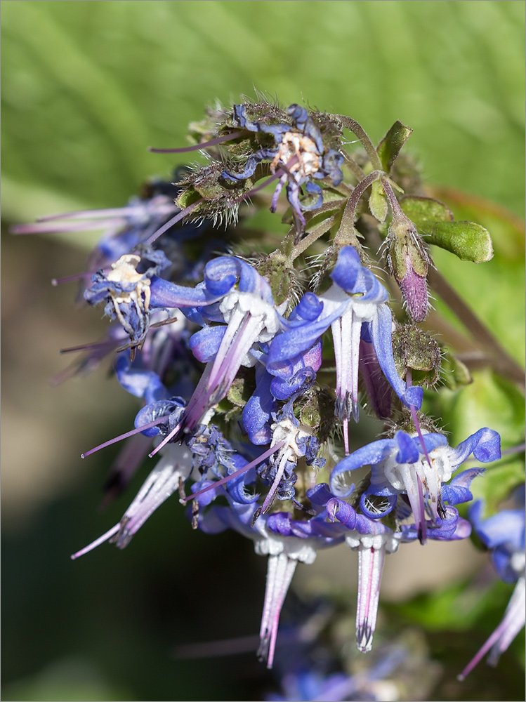 Изображение особи Trachystemon orientalis.