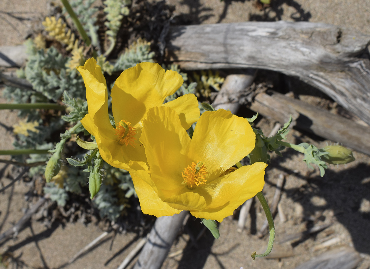 Image of Glaucium flavum specimen.