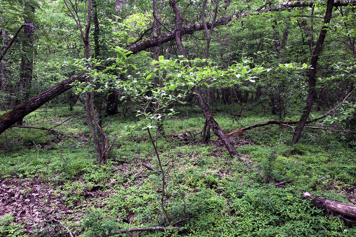 Image of Mespilus germanica specimen.