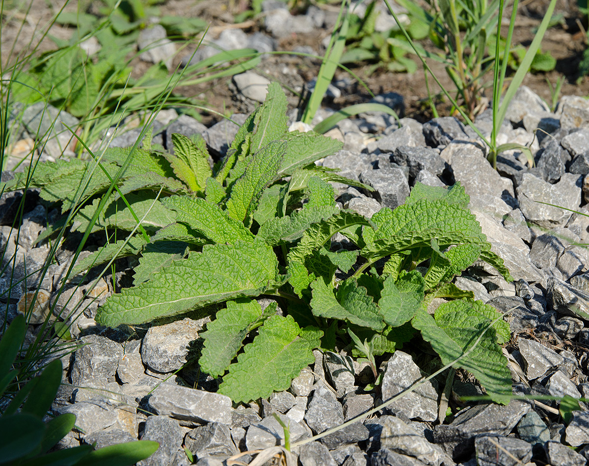 Изображение особи Salvia verticillata.