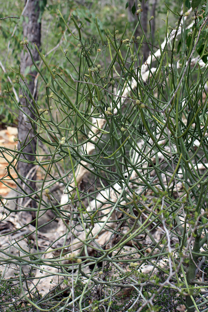 Image of genus Euphorbia specimen.