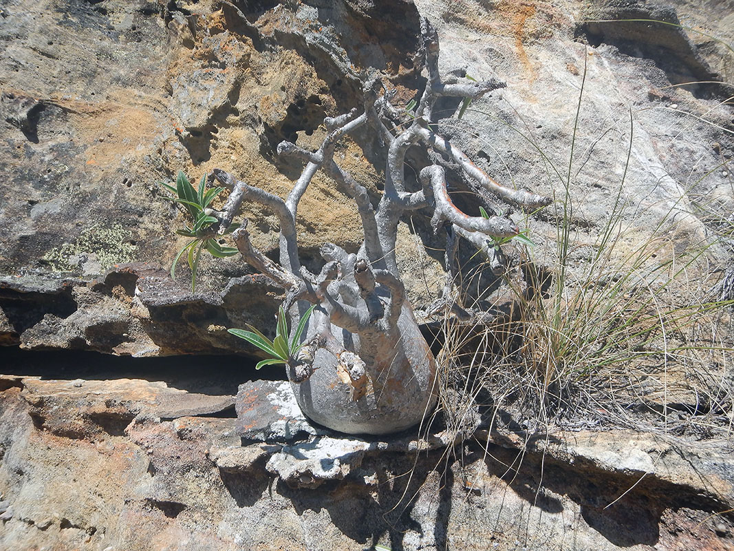 Image of Pachypodium rosulatum specimen.