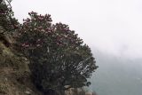 род Rhododendron. Цветущее растение. Непал, 1-я провинция, р-н Солукхумбу, национальный парк \"Сагарматха\". 03.05.1997.