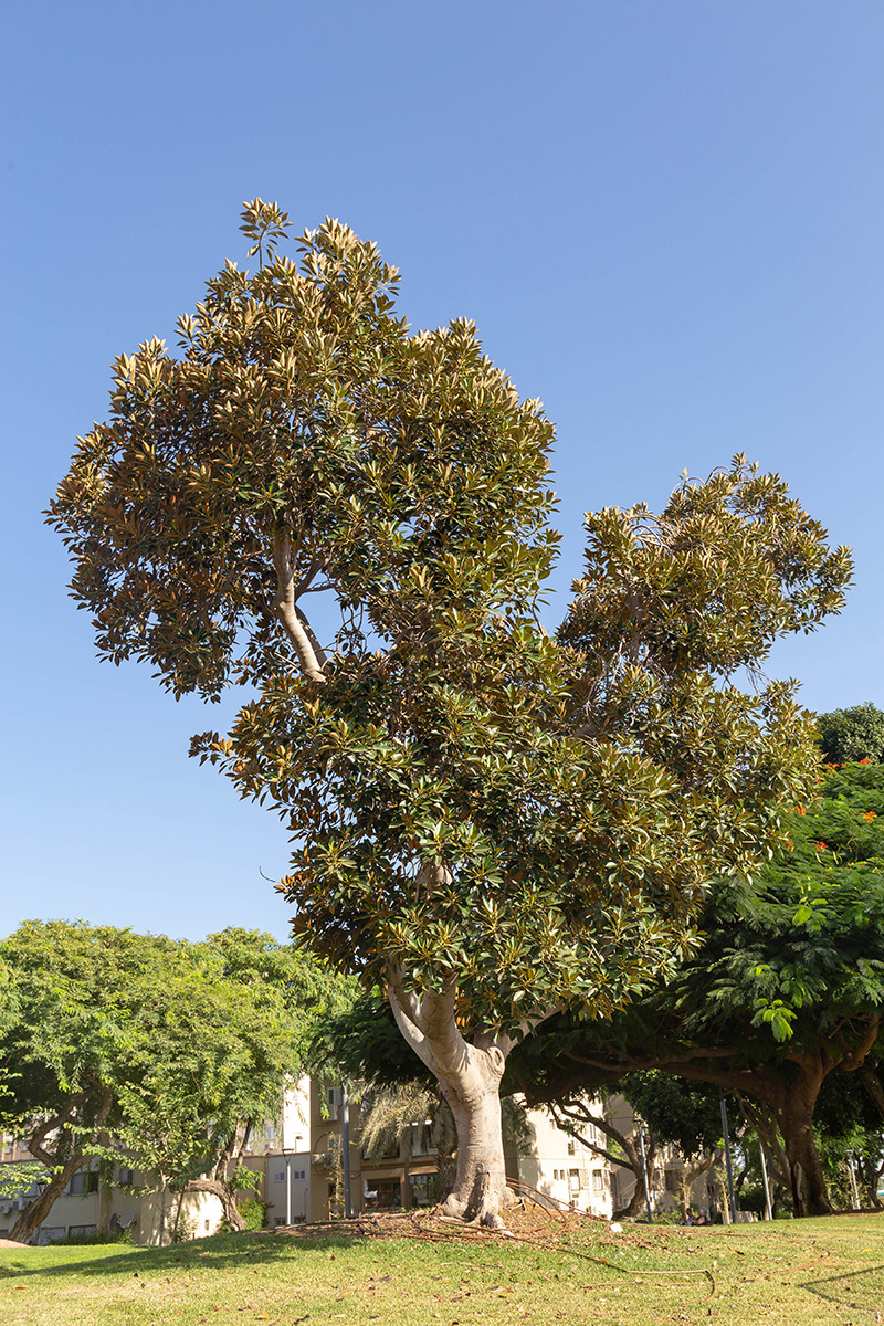 Image of Ficus rubiginosa specimen.