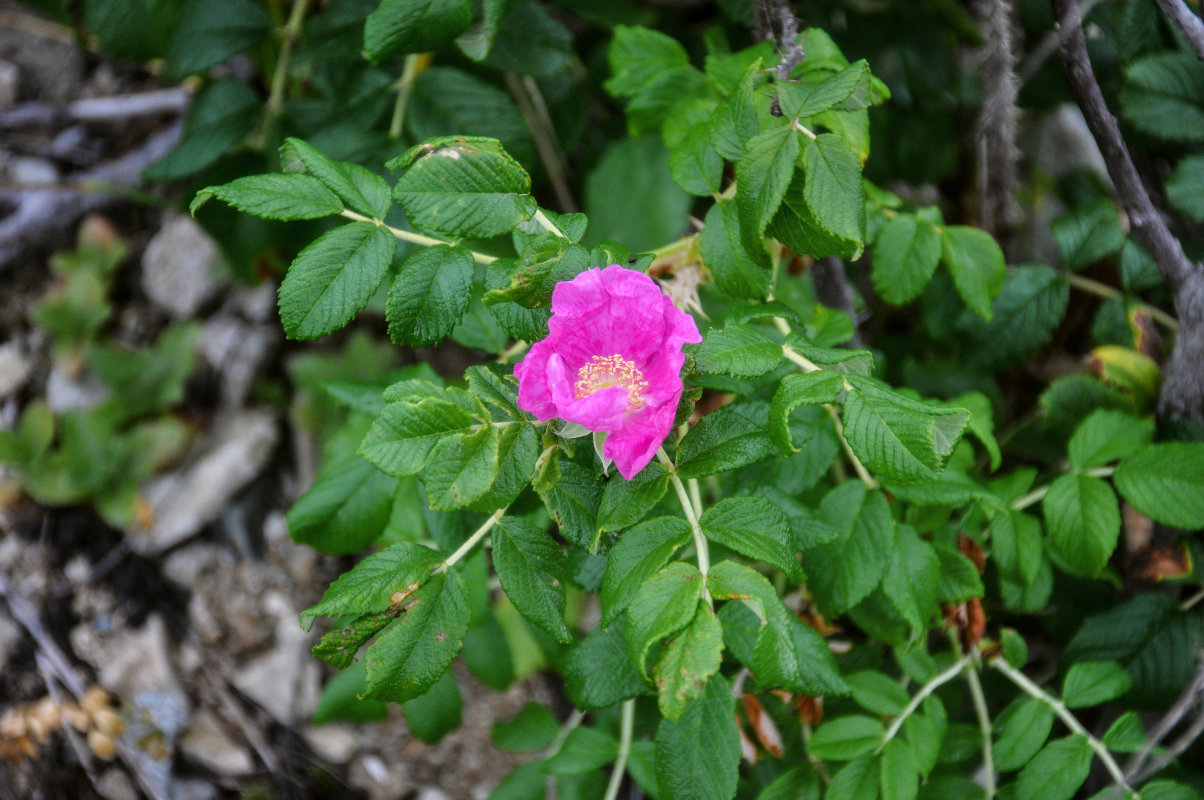 Изображение особи Rosa rugosa.