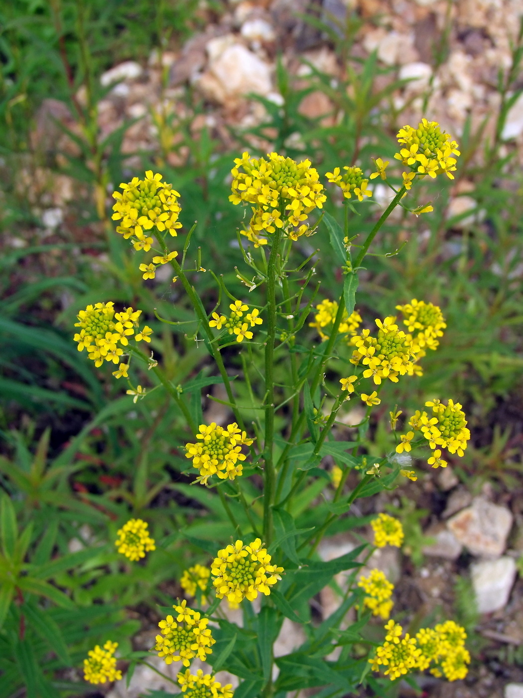 Image of Erysimum cheiranthoides specimen.