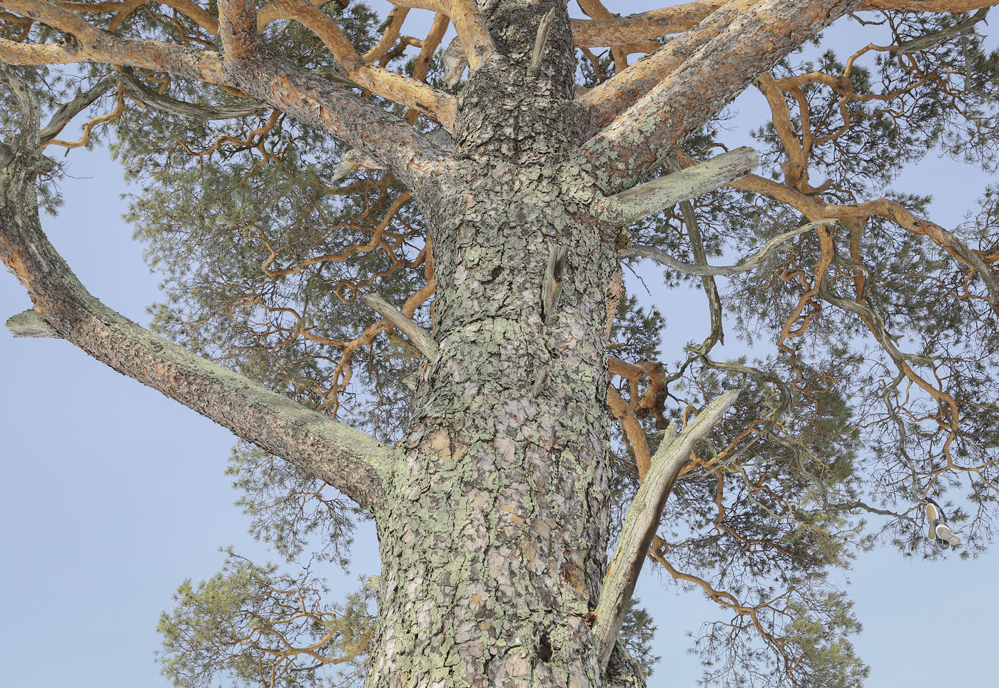 Изображение особи Pinus sylvestris.