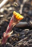 Tussilago farfara. Цветущий побег, посещаемый пчелой Lasioglossum sp. ДНР, г. Донецк, балка Бирючья, тростниковые заросли на дне. 20.03.2023.