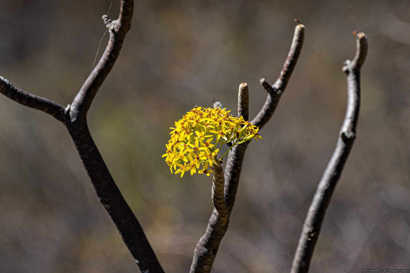 Изображение особи семейство Asteraceae.