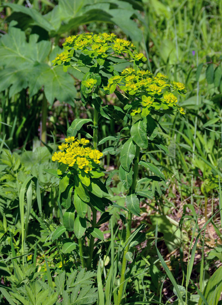 Image of Euphorbia pilosa specimen.