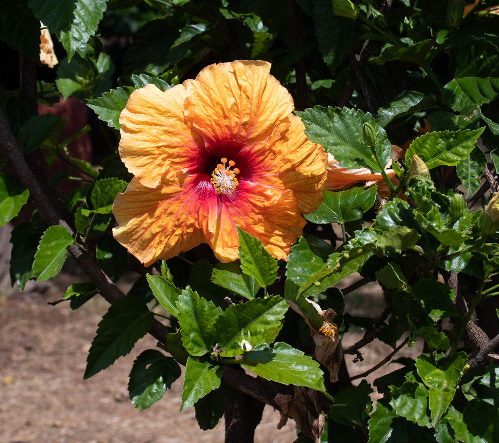 Image of Hibiscus rosa-sinensis specimen.