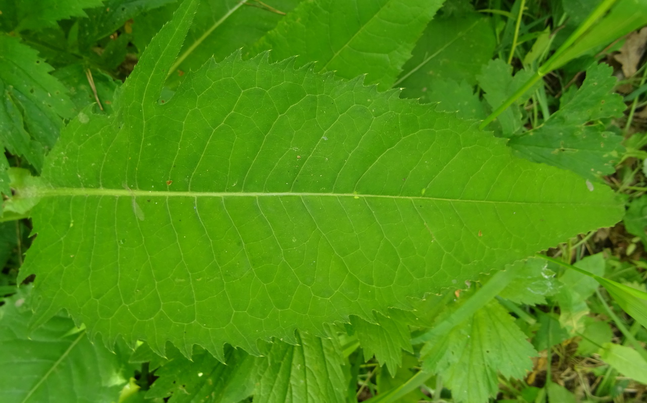 Image of Cirsium heterophyllum specimen.