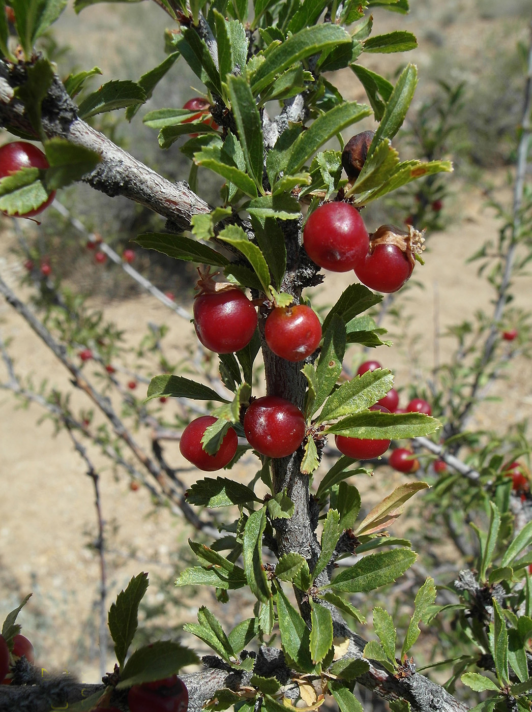 Изображение особи Cerasus tianshanica.