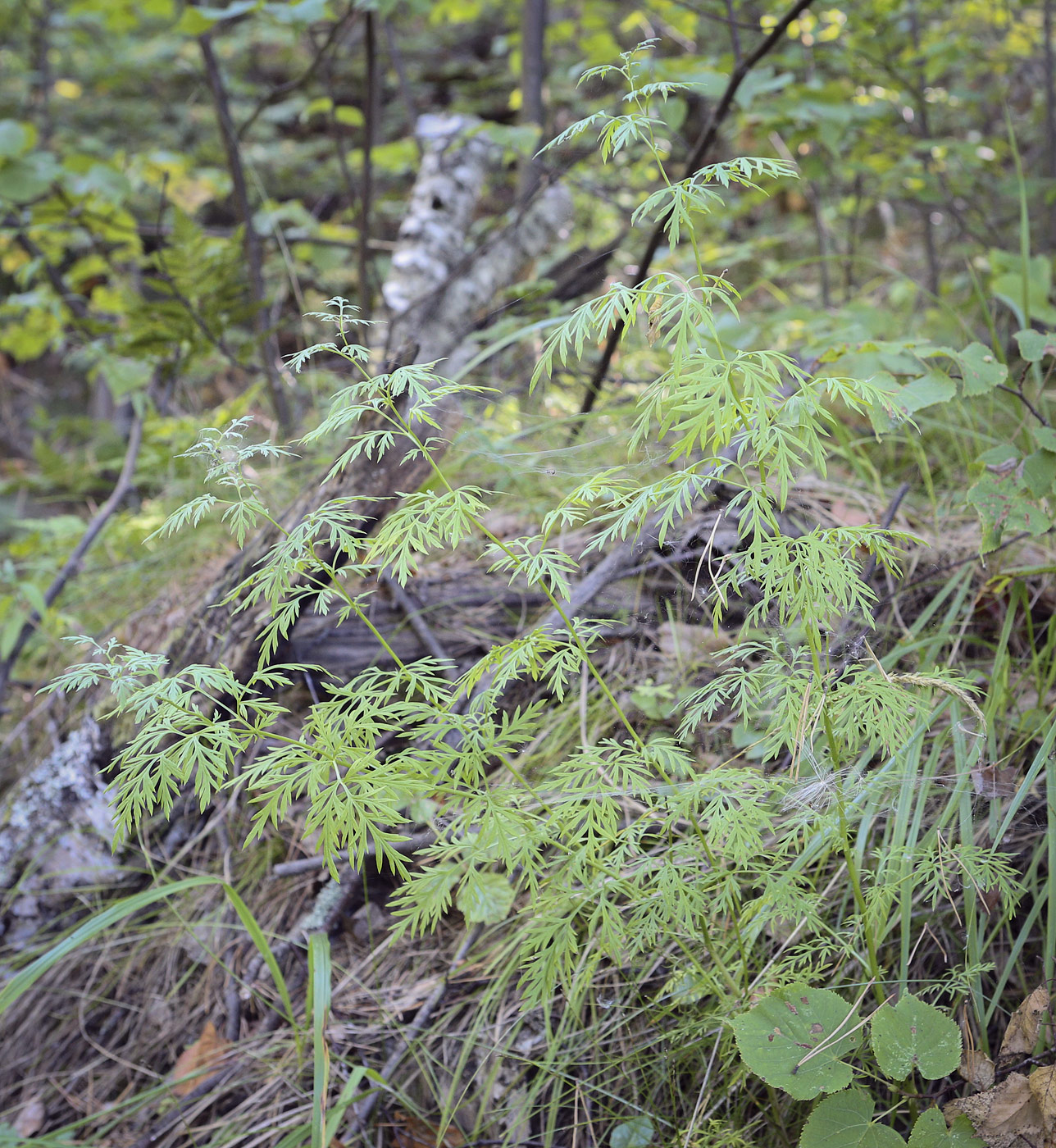 Image of Adonis apennina specimen.