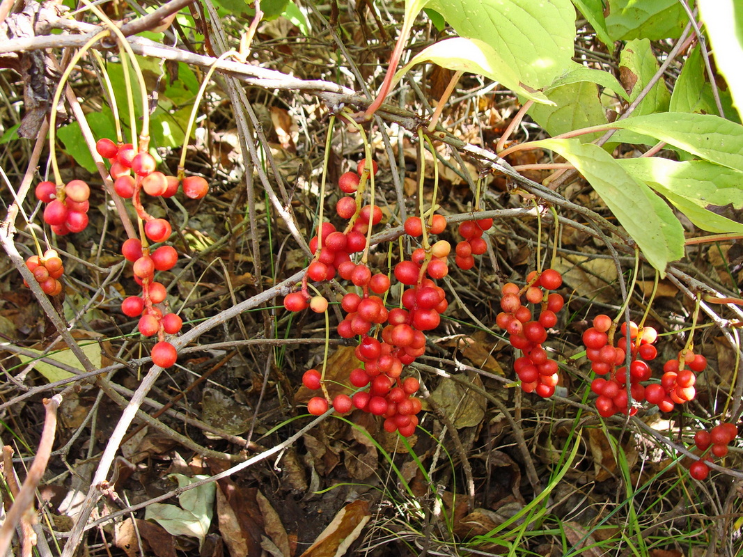 Изображение особи Schisandra chinensis.