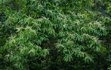 Castanea sativa. Ветви с соцветиями. Грузия, Имеретия, каньон Окаце, опушка широколиственного леса. 15.06.2023.