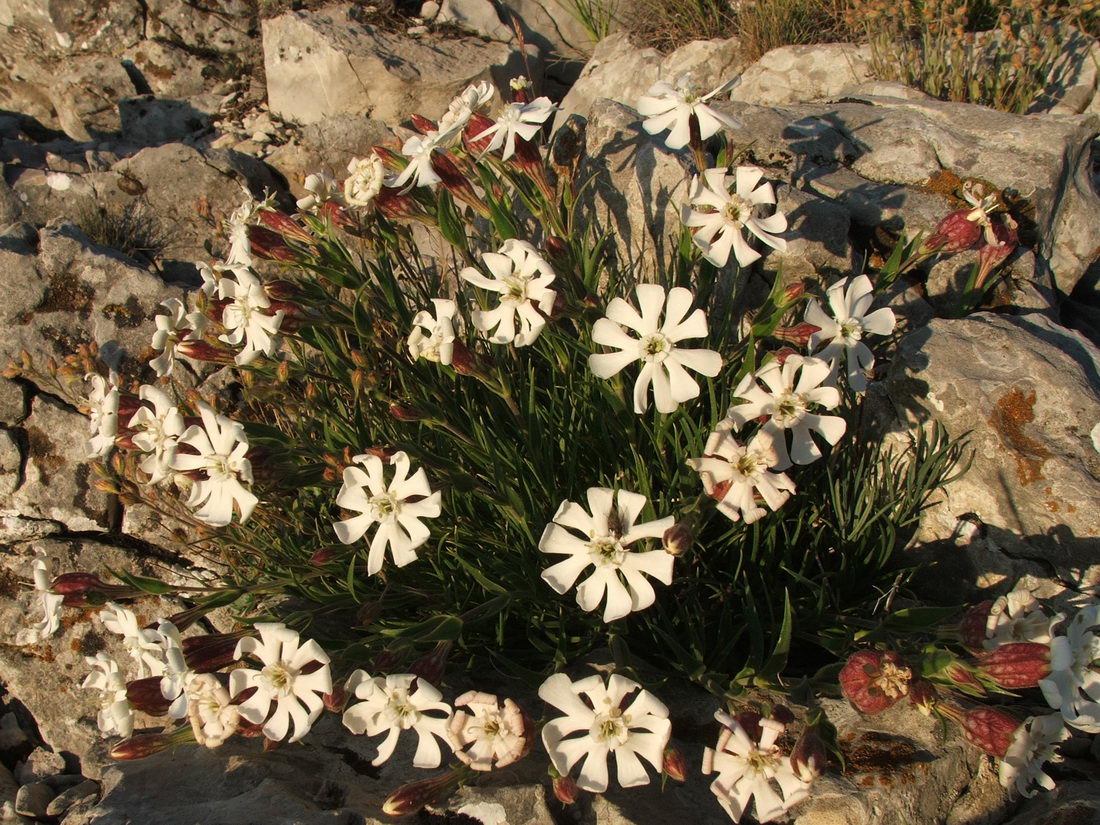 Изображение особи Silene jailensis.