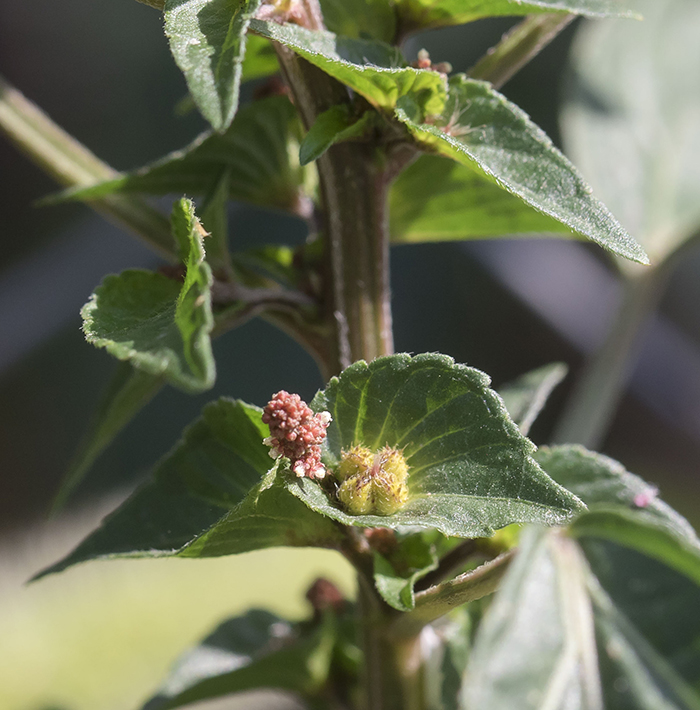 Image of Acalypha australis specimen.