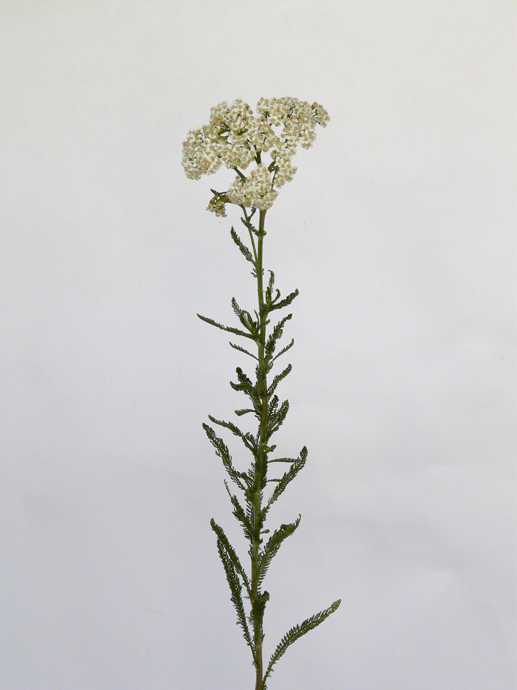 Изображение особи род Achillea.