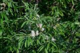 genus Salix. Верхушка ветви с раскрывшимися соплодиями. Красноярский край, Туруханский р-н, г. Игарка, берег реки. 21.07.2023.