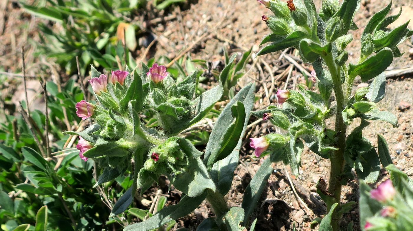 Image of genus Nonea specimen.