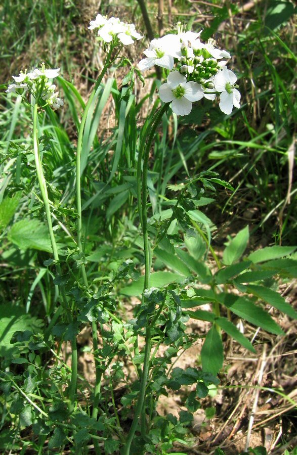 Image of Cardamine dentata specimen.