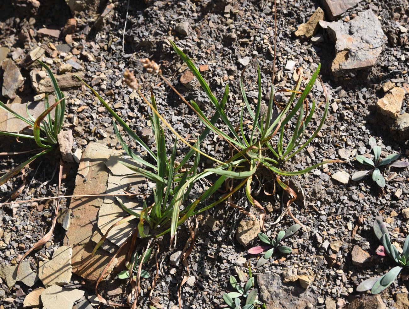 Image of Plantago atrata specimen.