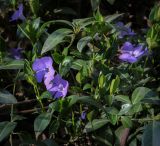 Смотреть изображение Vinca minor
