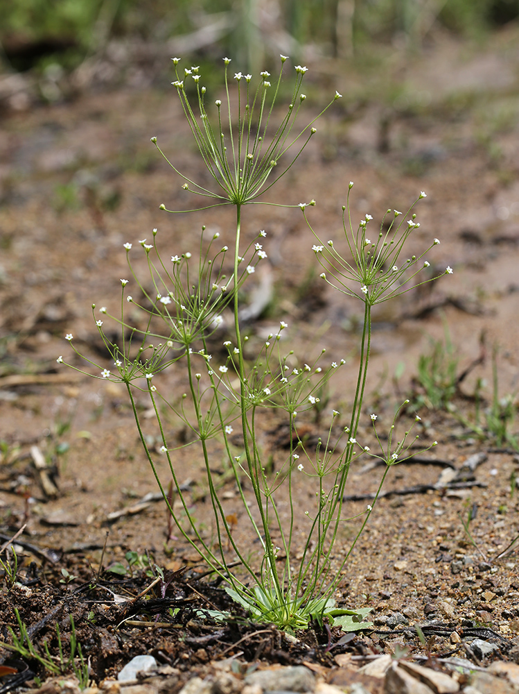 Image of Androsace filiformis specimen.