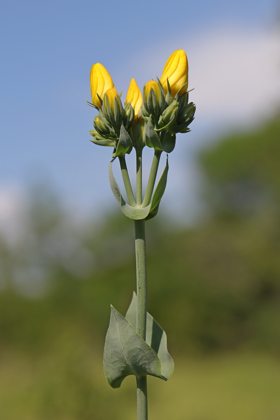 Image of Blackstonia perfoliata specimen.
