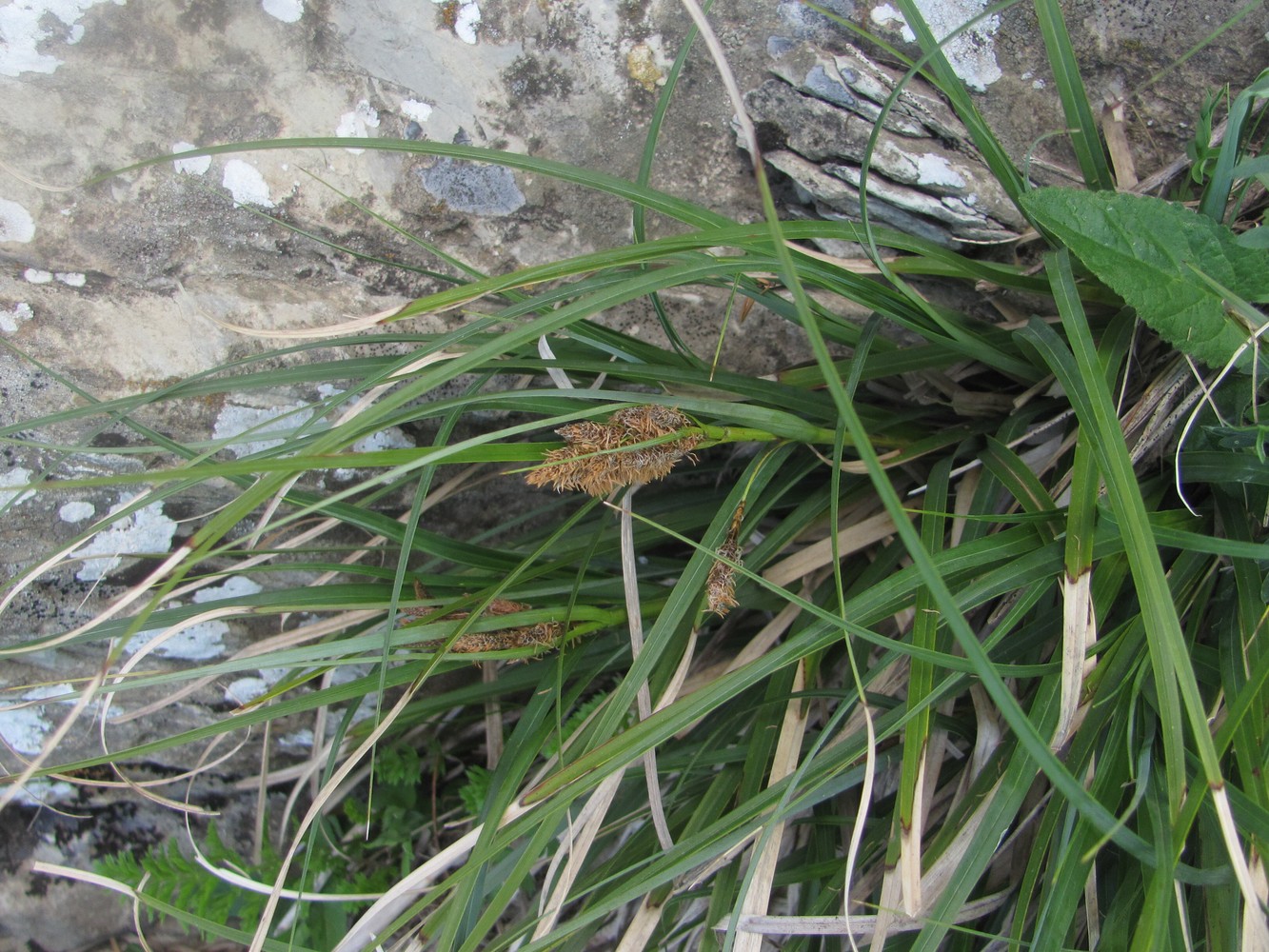 Image of genus Carex specimen.