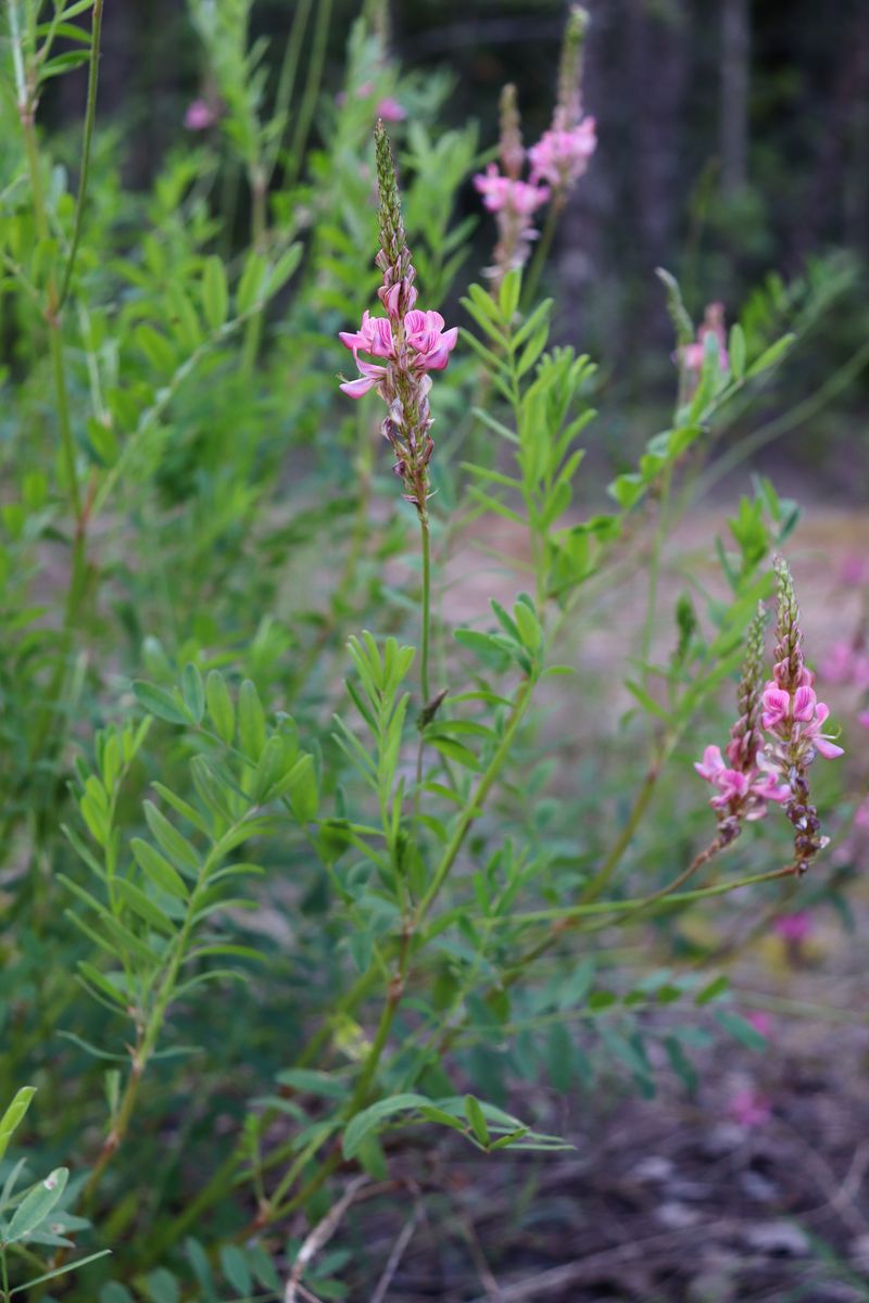 Image of Onobrychis arenaria specimen.