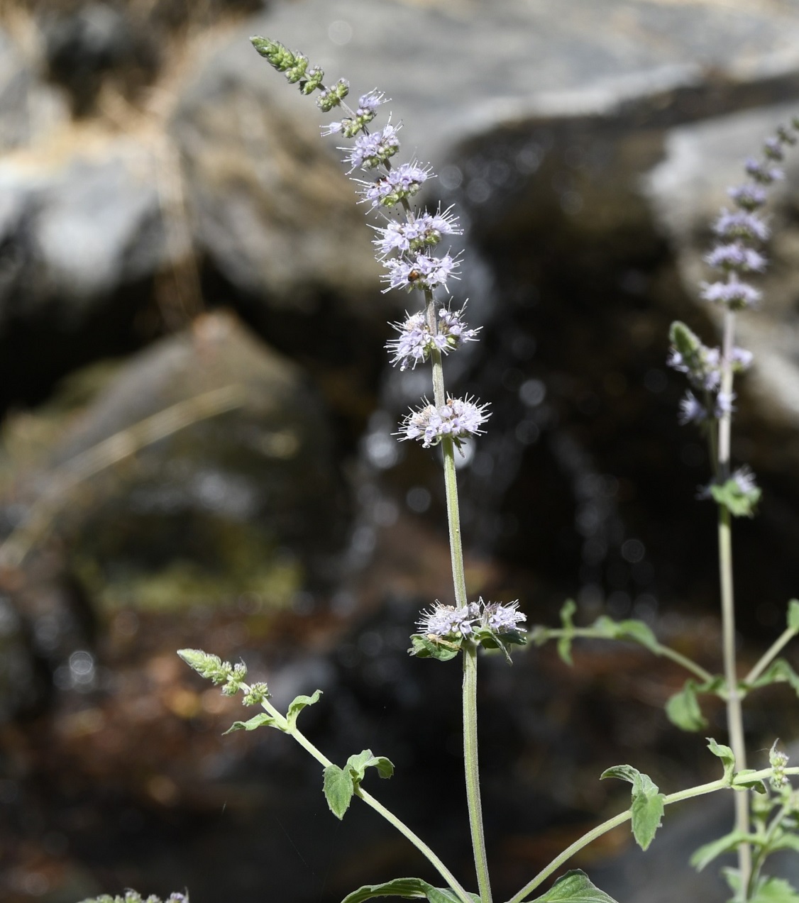 Image of Mentha longifolia ssp. typhoides specimen.