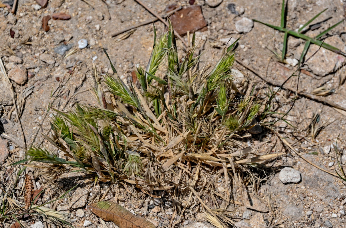 Image of familia Poaceae specimen.