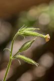 Silene noctiflora. Верхушка побега с завядшим и нераспустившимися цветками. Карачаево-Черкесия, Карачаевский р-н, ущ. р. Бадук, смешанный лес. 23.06.2024.