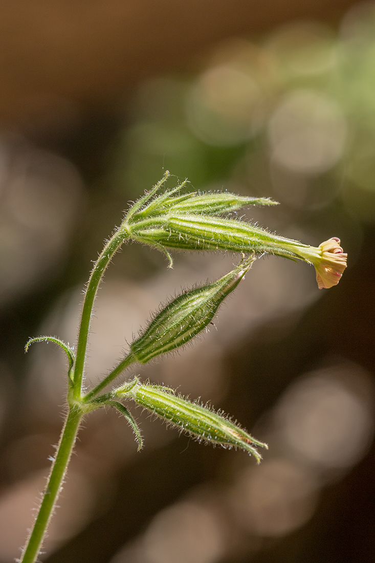 Image of Silene noctiflora specimen.