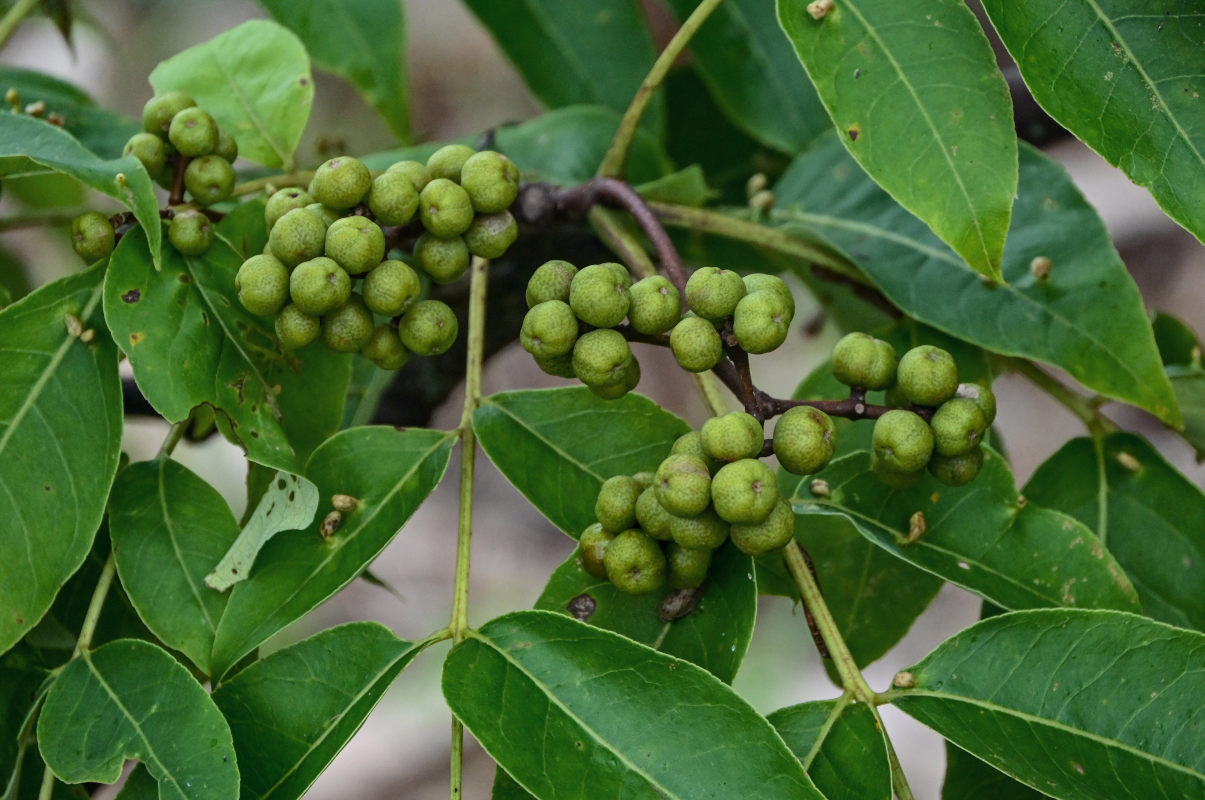 Изображение особи Phellodendron sachalinense.