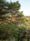 Pinus sylvestris. Взрослое дерево. Московская обл., Одинцовский гор. округ, окр. дер. Аниково, высокий берег р. Москва, край обрыва. 18.08.2024.