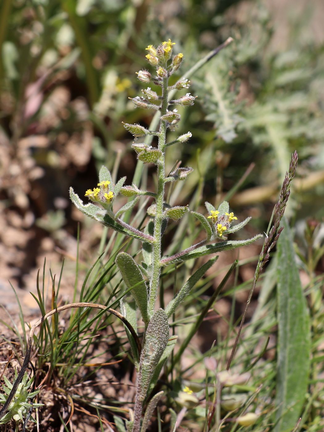 Image of Alyssum simplex specimen.