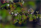 Rubus idaeus