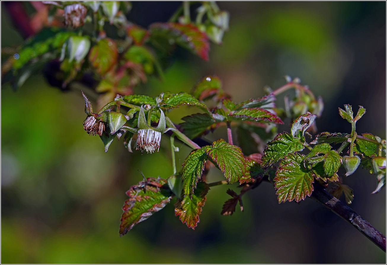 Изображение особи Rubus idaeus.