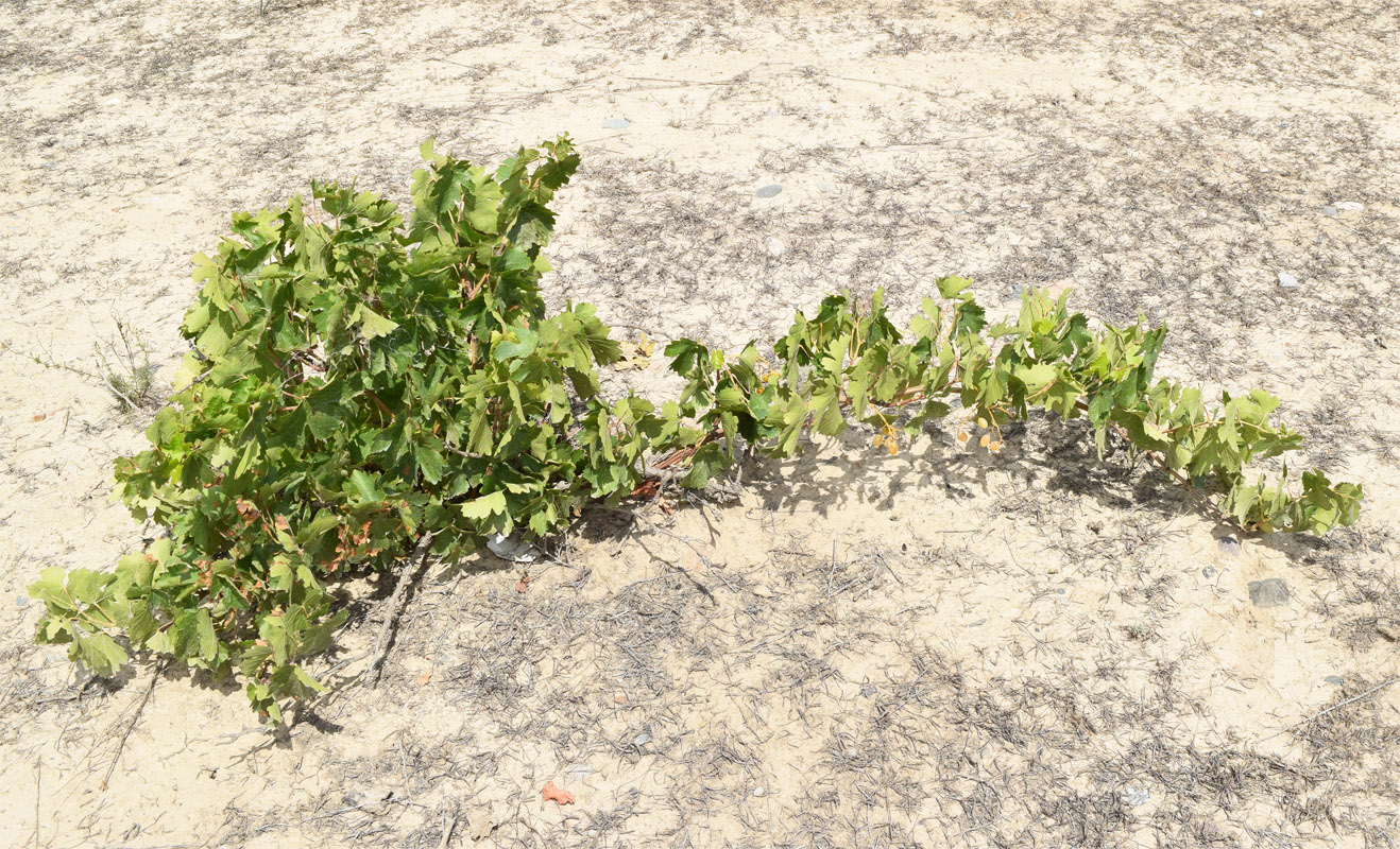 Image of Vitis vinifera specimen.