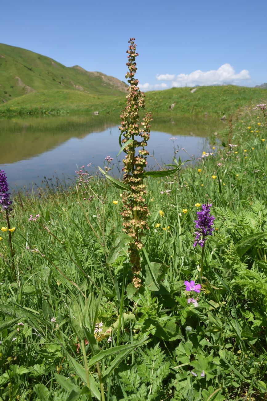 Изображение особи род Rumex.