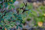 Chamaecytisus ruthenicus