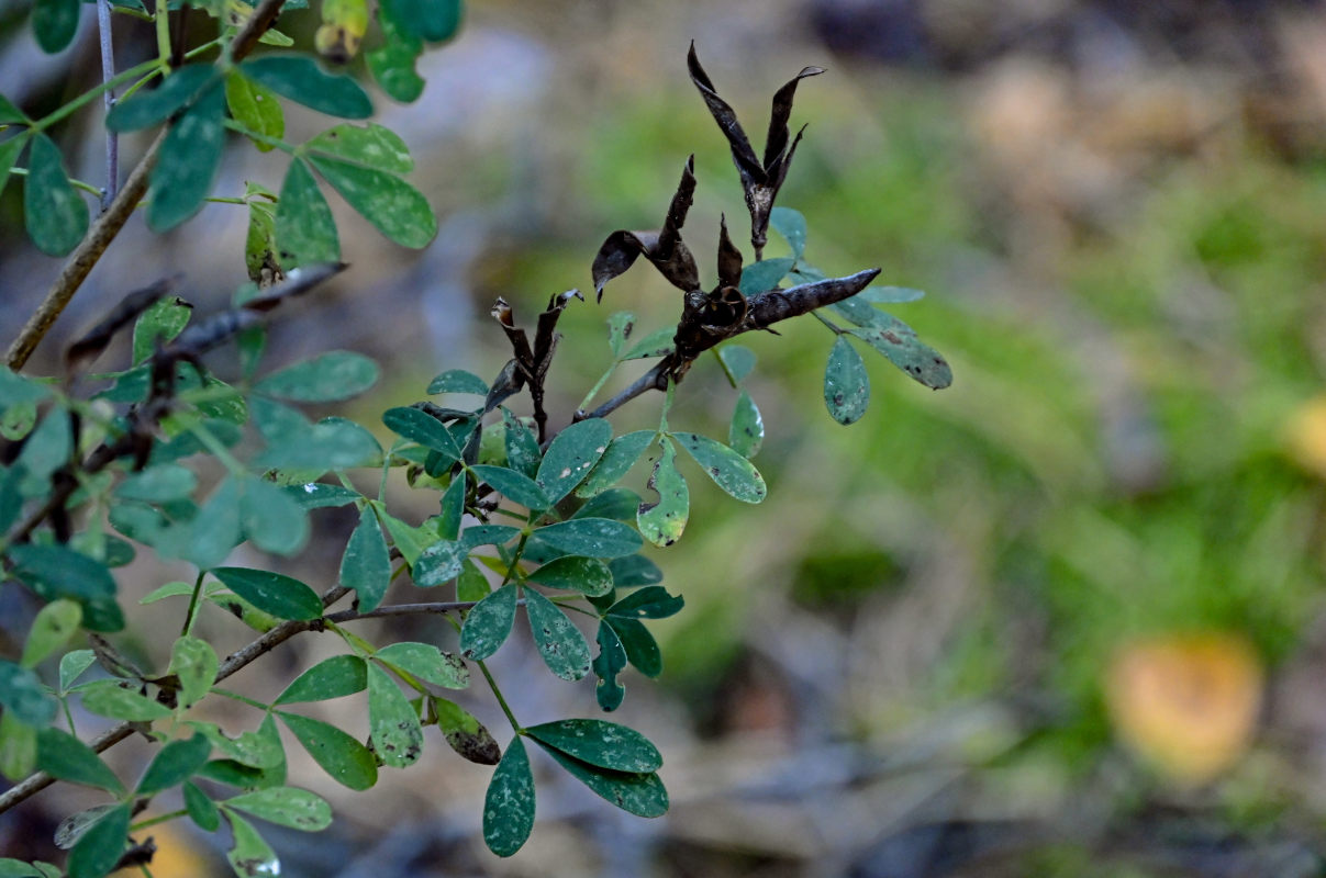 Изображение особи Chamaecytisus ruthenicus.