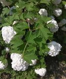 Viburnum форма roseum