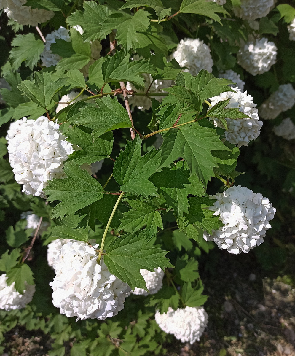 Image of Viburnum opulus f. roseum specimen.