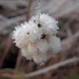 Symphoricarpos albus разновидность laevigatus. Соплодие в инее. Ульяновск, Заволжский р-н, Парк им. 40-летия ВЛКСМ. 28.11.2024.