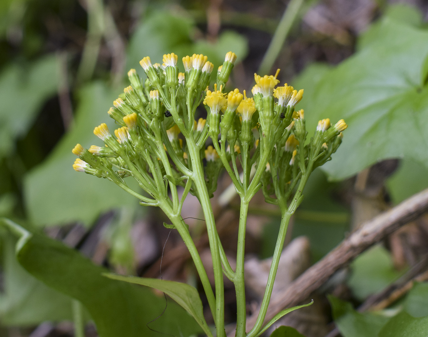 Image of Delairea odorata specimen.