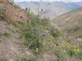 Cirsium ciliatum. Цветущее растение. Кабардино-Балкария, Черекский р-н, окр. с/п Верхняя Балкария, левый борт долины р. Хашхасу, ≈ 2100 м н.у.м., мелкощебнистая осыпь из ожелезнённого песчаника. 31.07.2024.